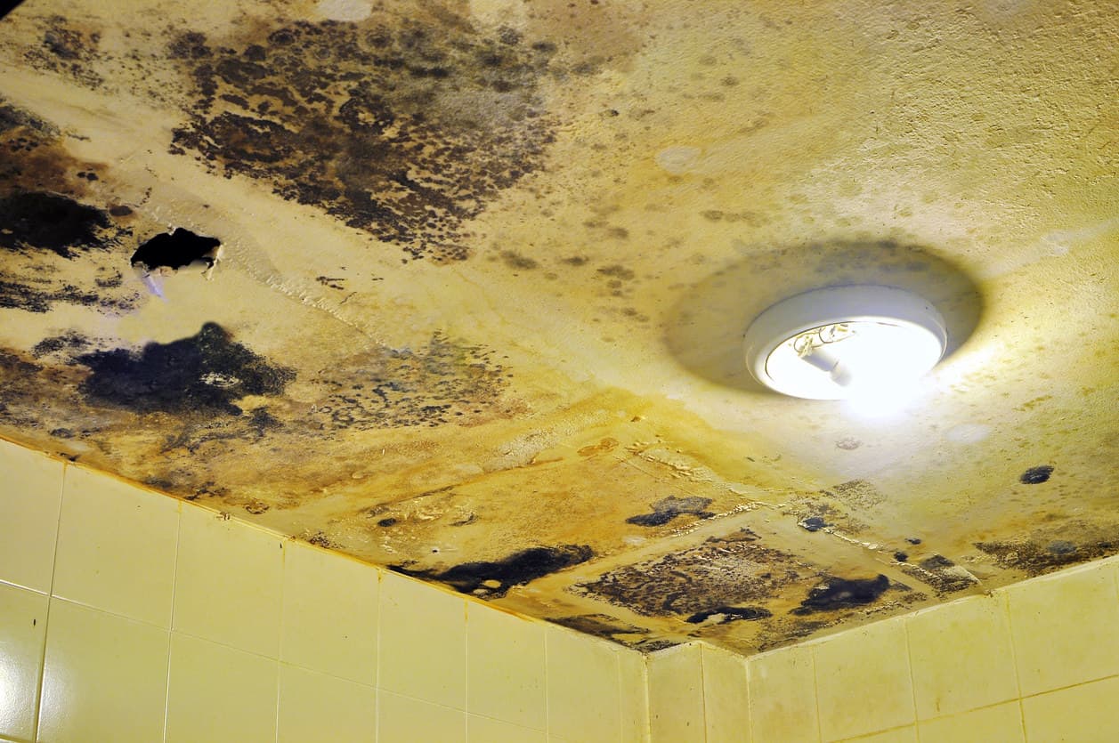 天花板被水损坏，浴室有真菌