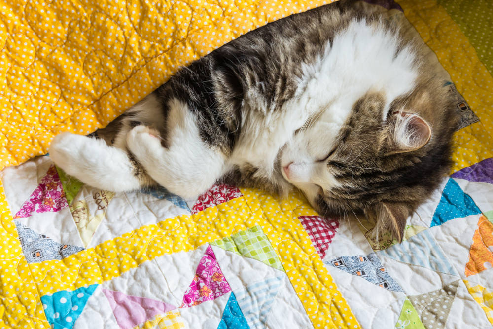 毯子里的小猫