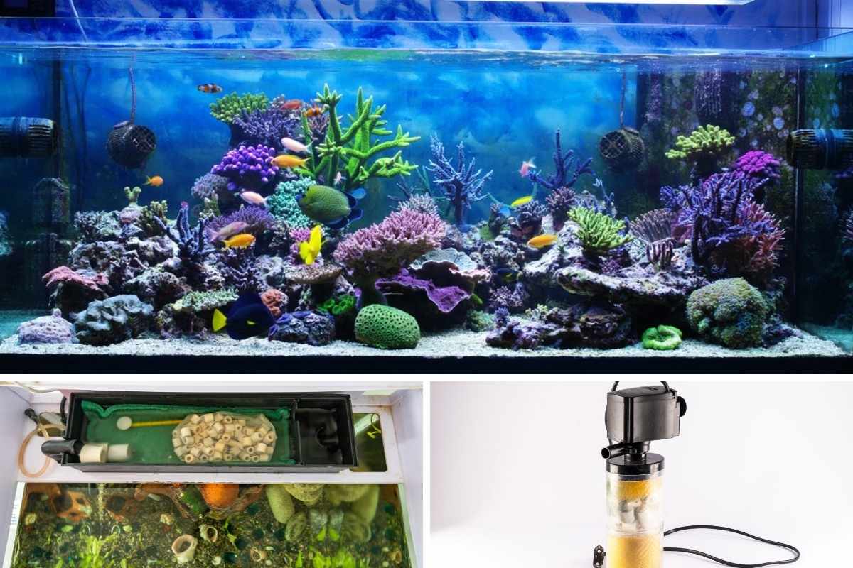 照片拼贴不同类型的水族过滤器。