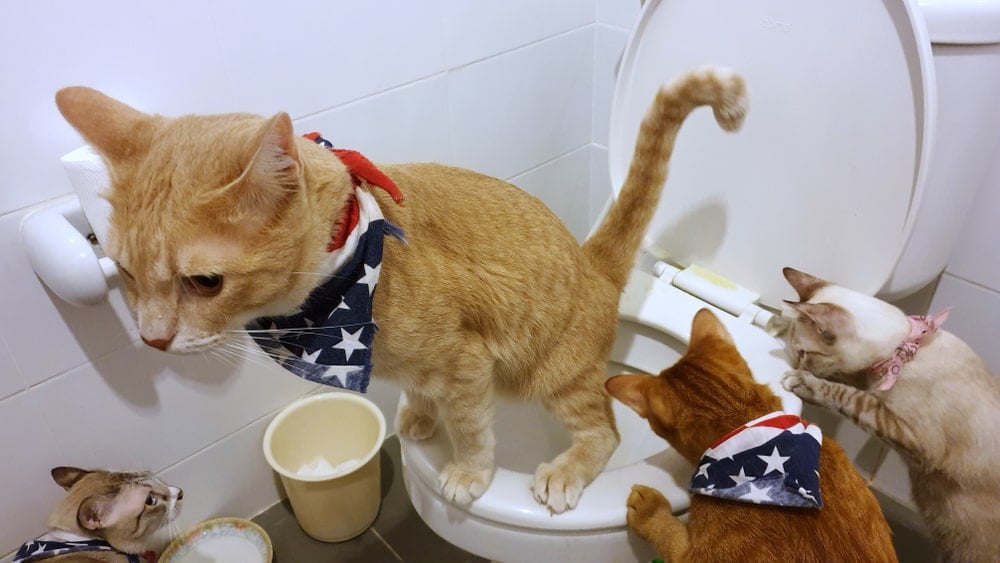 一只猫在其他猫的注视下上厕所。