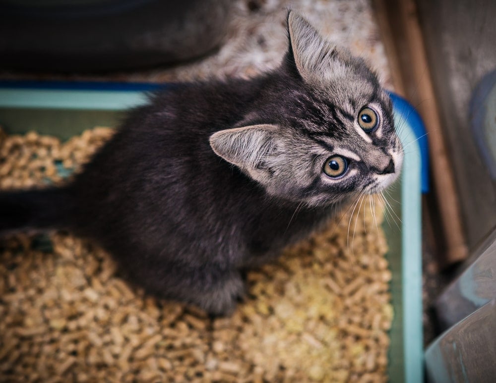 小猫坐在猫砂盒上抬头看。