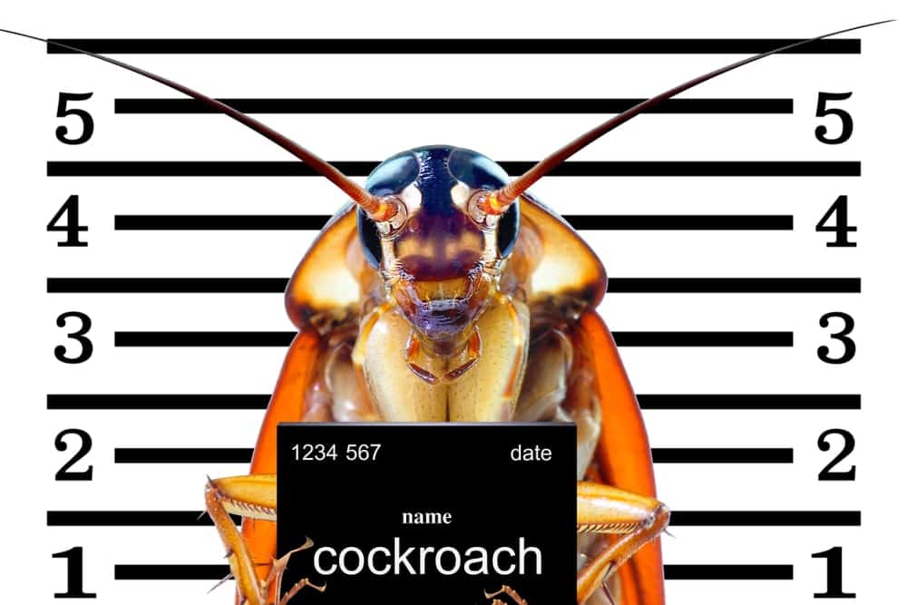 一张蟑螂被捕的图片。