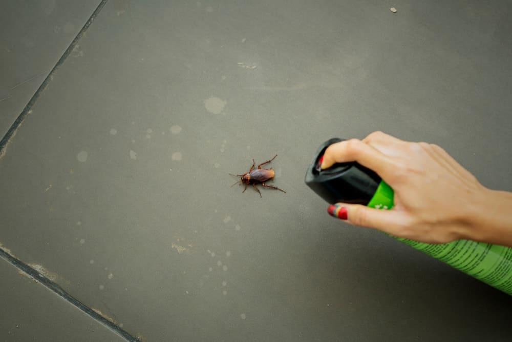 一名妇女向蟑螂喷洒杀虫剂。