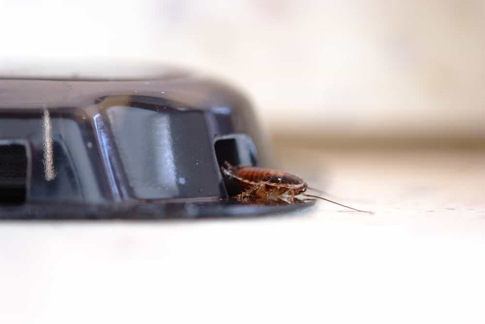 一只蟑螂从有毒的陷阱里爬出来。