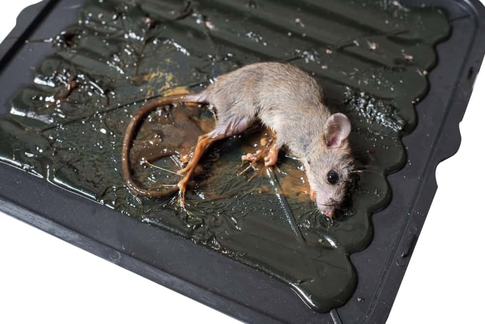 一只老鼠被粘夹子夹住了。