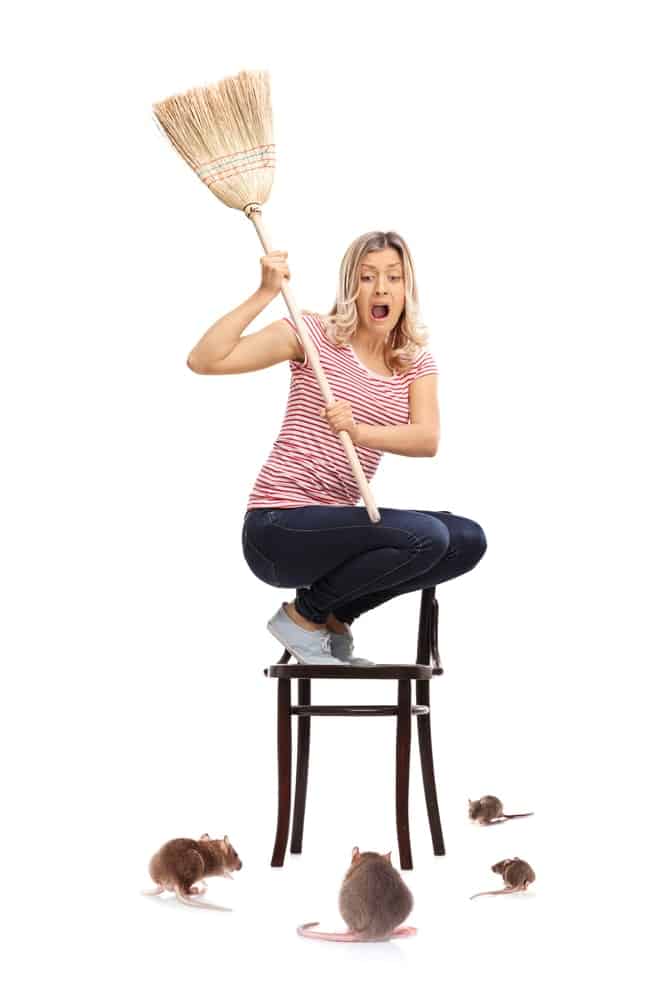 一个女人坐在椅子上用扫帚驱赶老鼠。