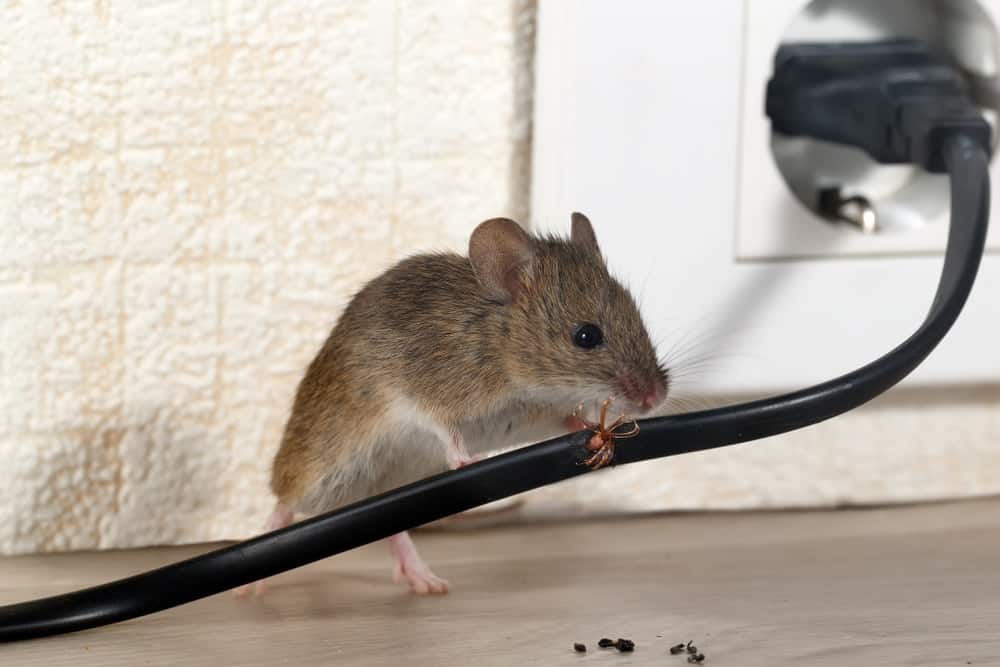 一只老鼠啃着一根穿过橡胶保护套的电线。