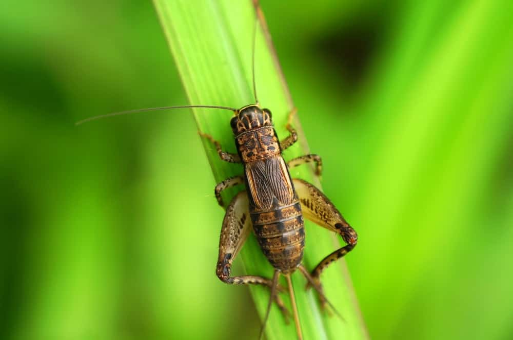 一只棕色的大蟋蟀站在绿色的草叶上。