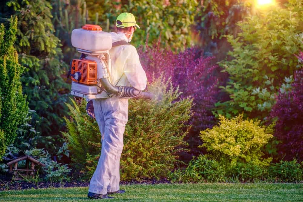 专业的园丁在花园里喷洒杀虫剂。