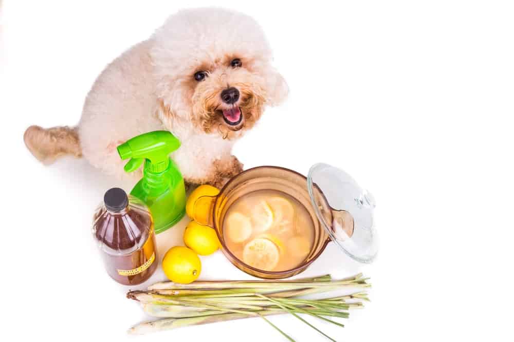 一种自制的苹果醋、柠檬和柠檬草的混合物，可以让狗远离跳蚤。