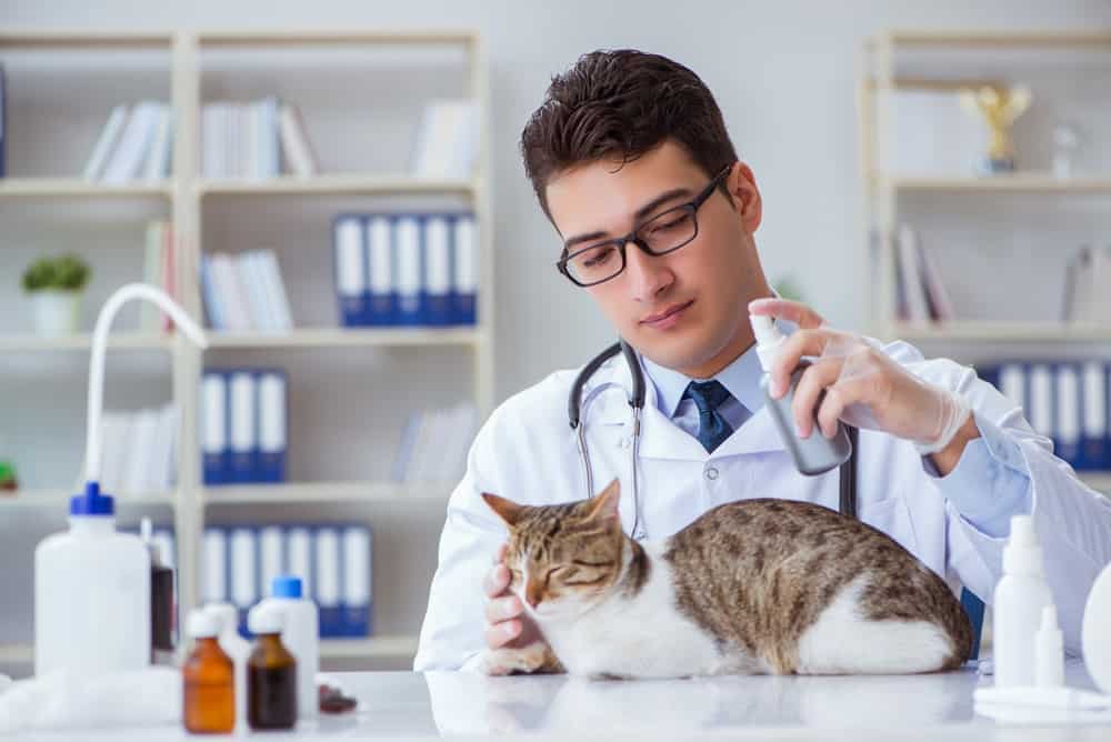 照顾家猫的兽医。