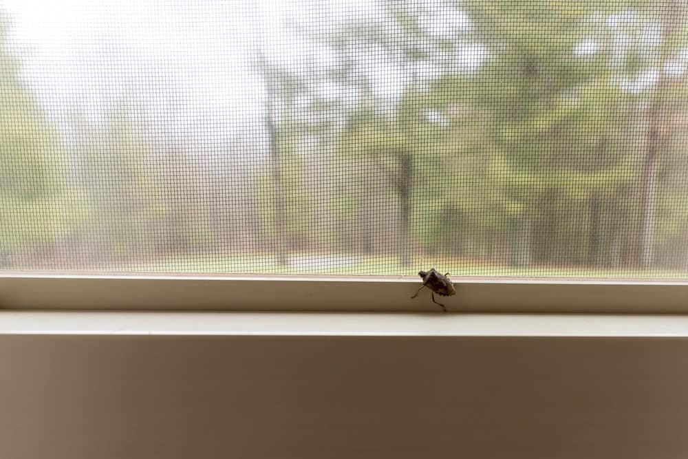 一只臭虫在房子里的窗纱上。