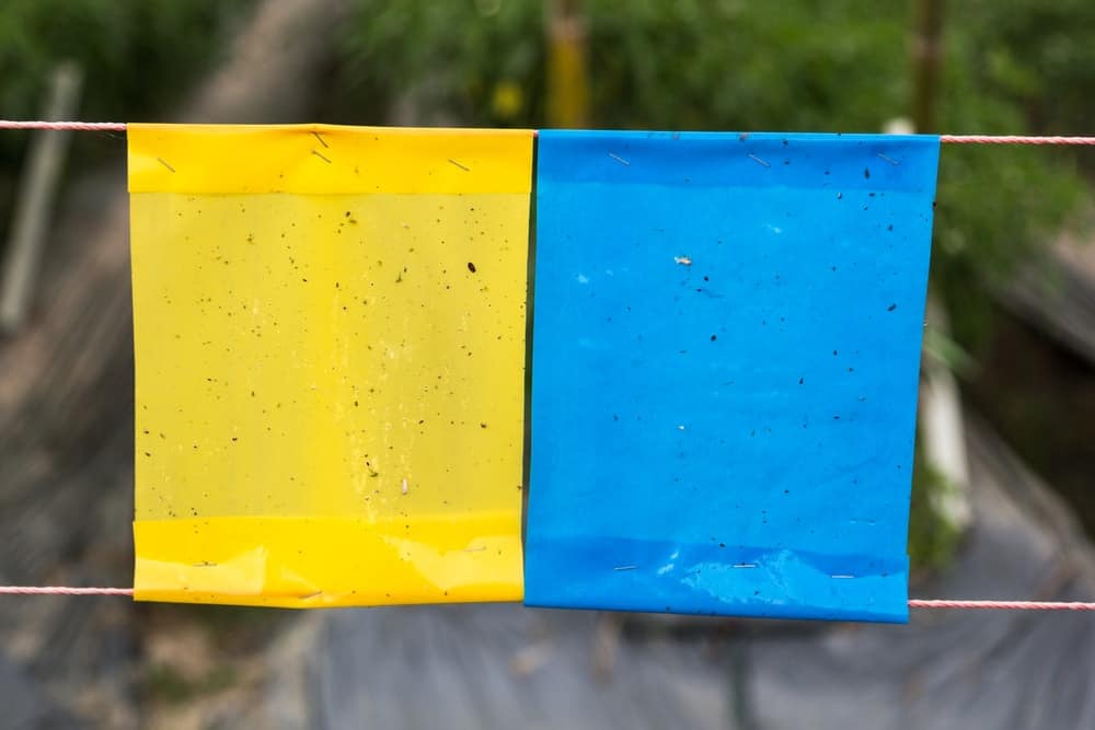 黄色和蓝色粘性昆虫陷阱。