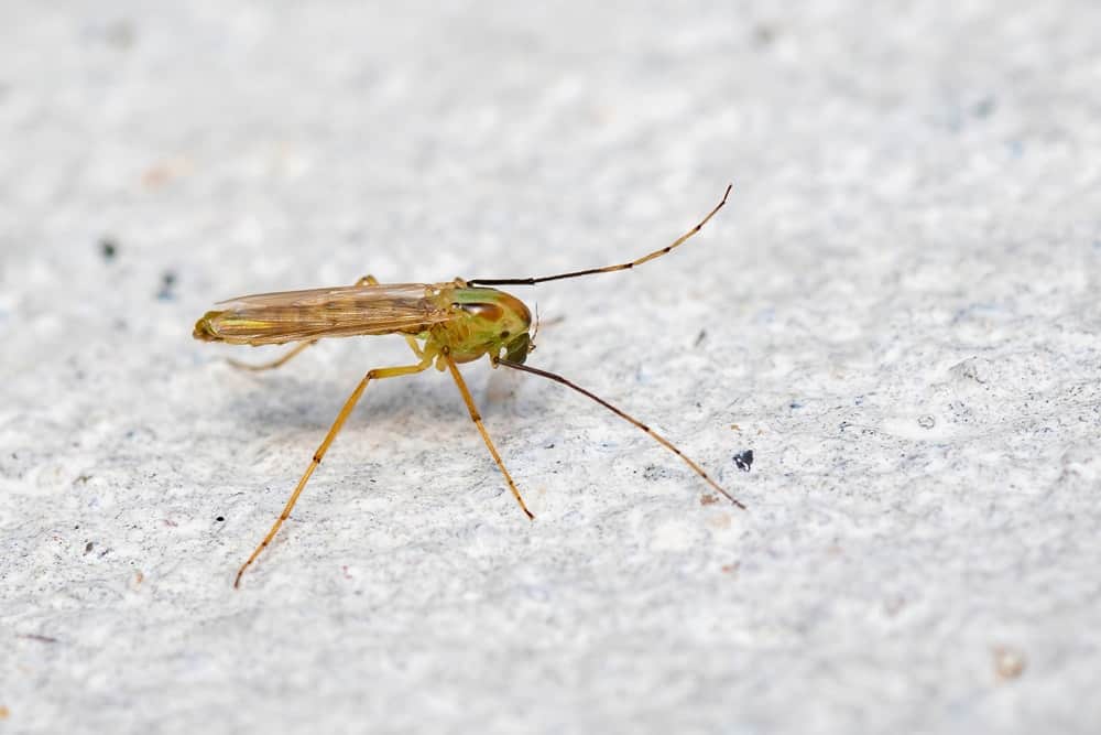 一只不咬人的摇蚊的特写镜头。