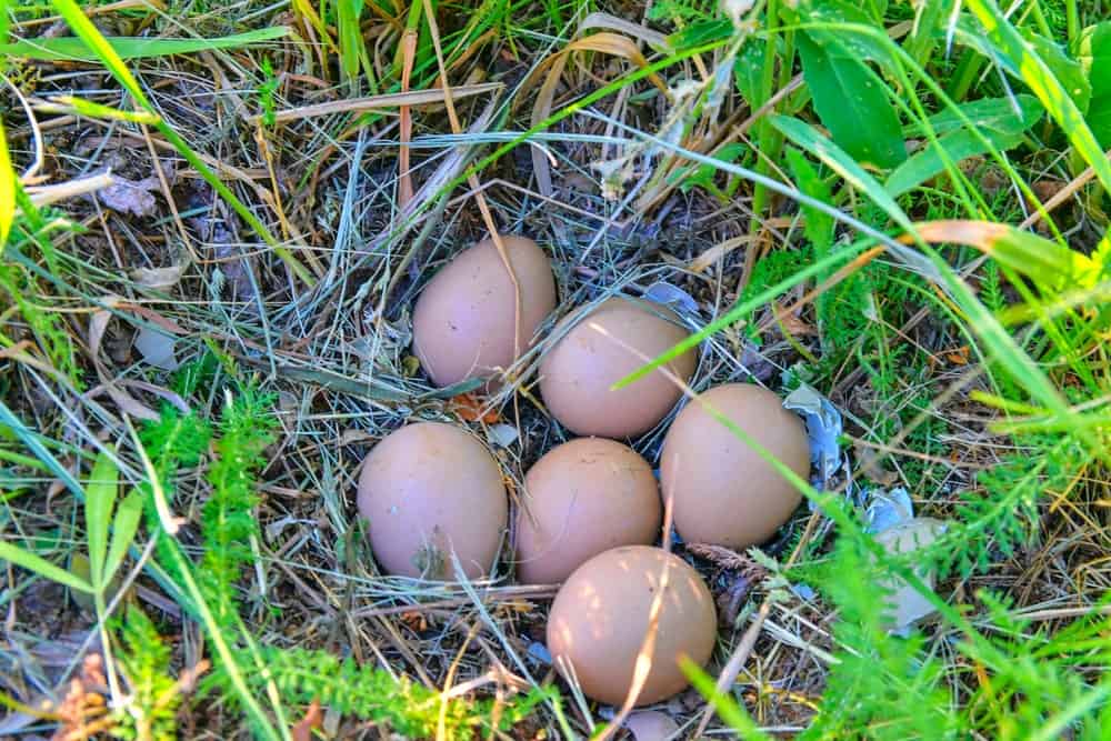 近距离观察一组野鸡蛋。