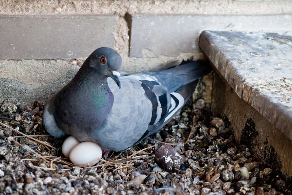 一只带蛋的活鸽子。