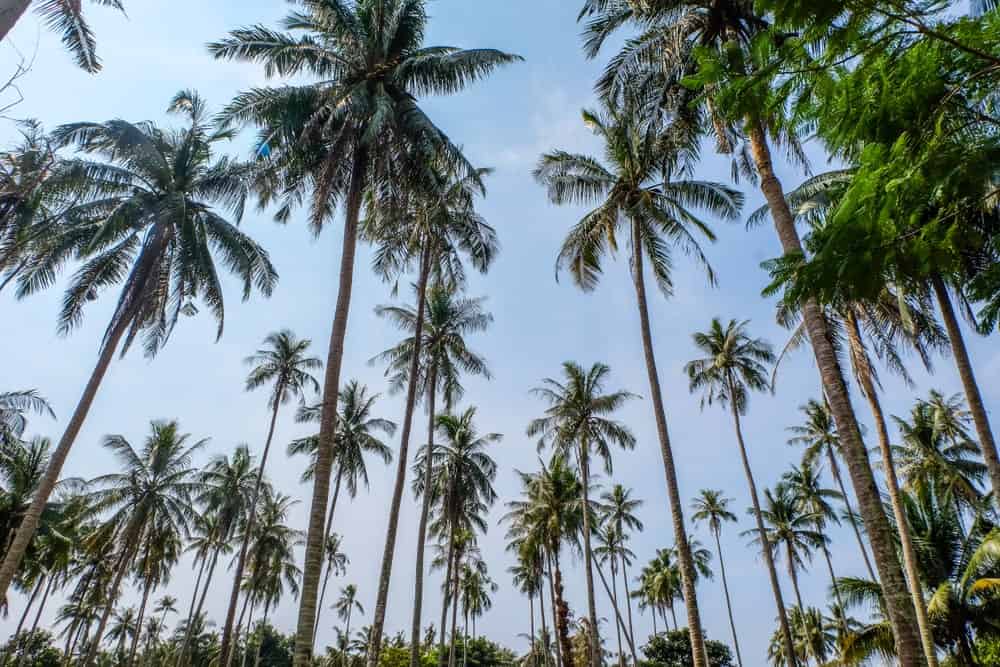 一堆东海岸高大的椰子树。