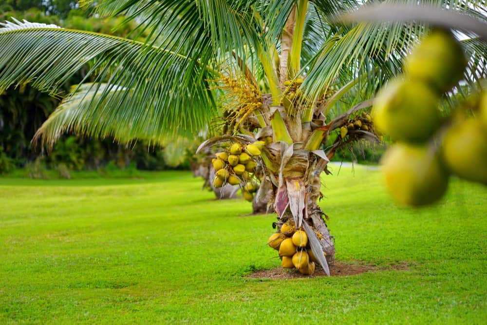 一排斐济矮椰子树。