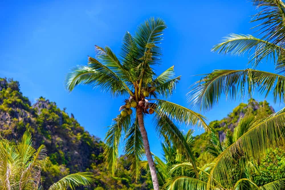 一堆西海岸高大的椰子树。