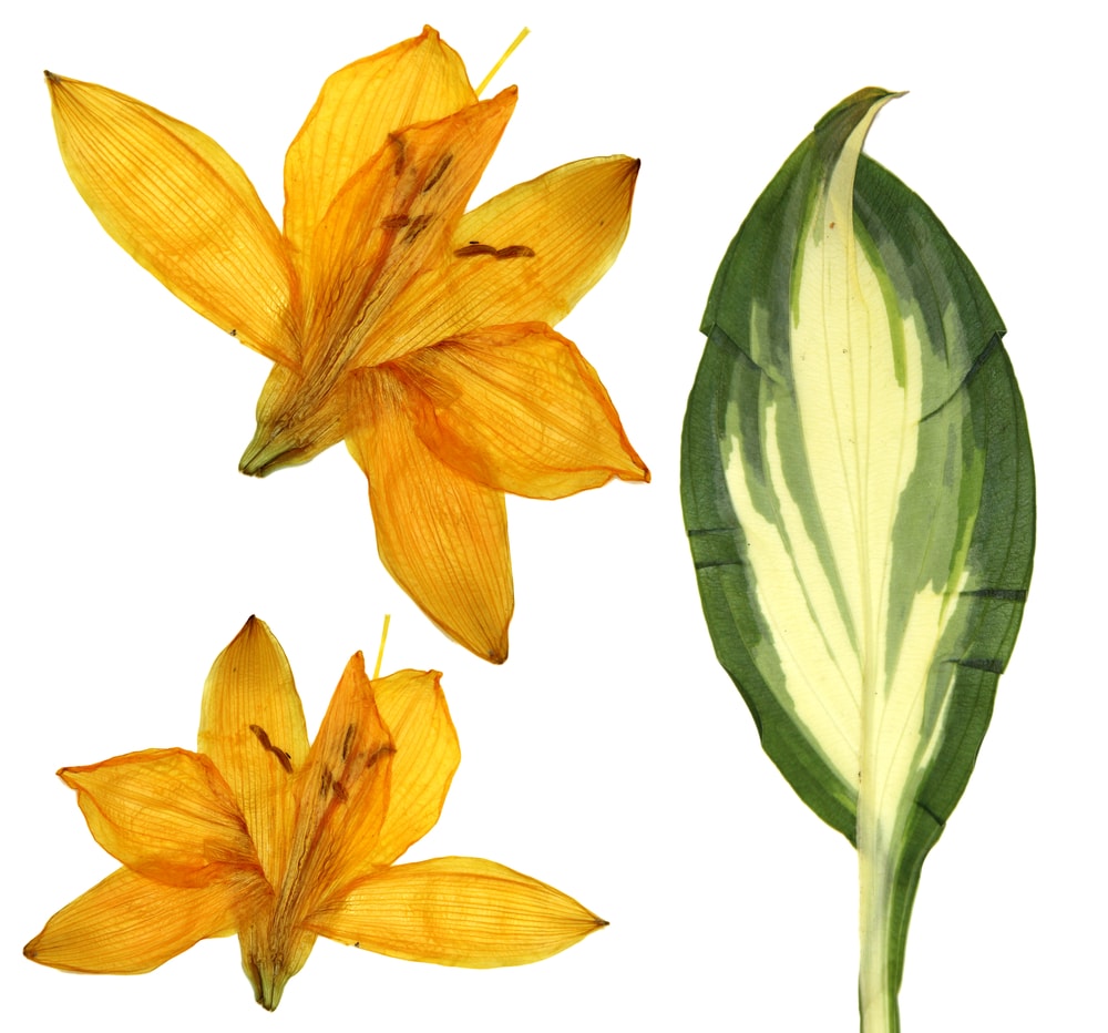 干橙百合(Lilium bulbiferum var. croceum)