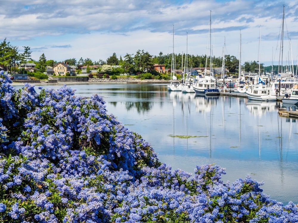 码头边有一个美丽的加利福尼亚紫丁香花园。