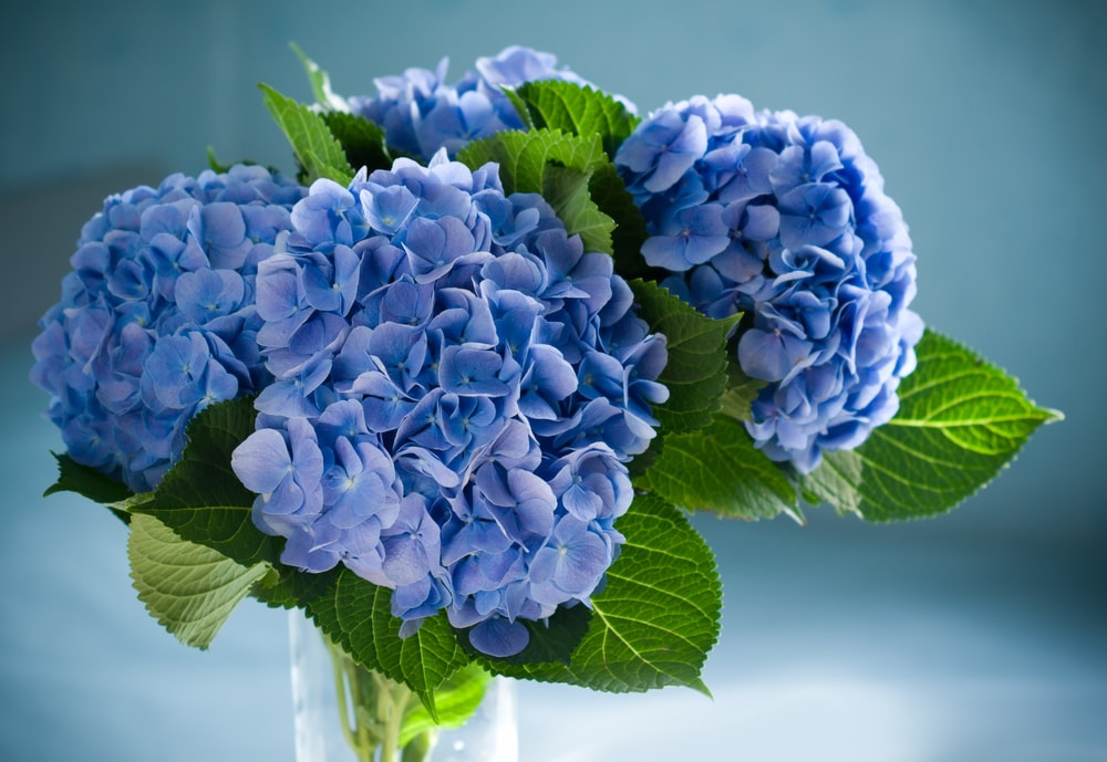 一束放在玻璃花瓶里的蓝色绣球花。