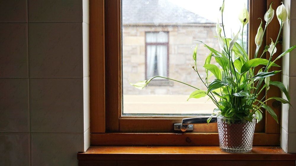 窗边的花盆里放着一簇和平百合。
