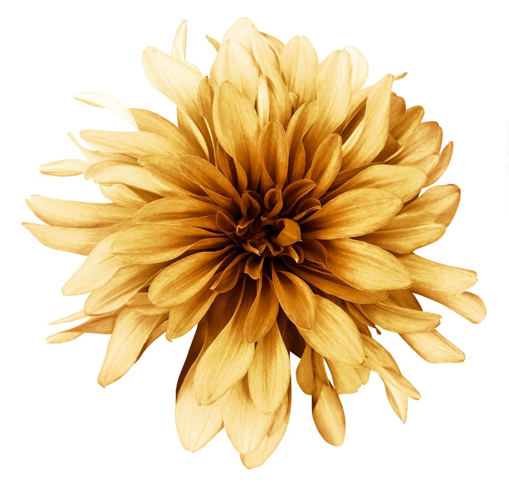 仔细看看美丽的大丽花vintage黄褐色的花。