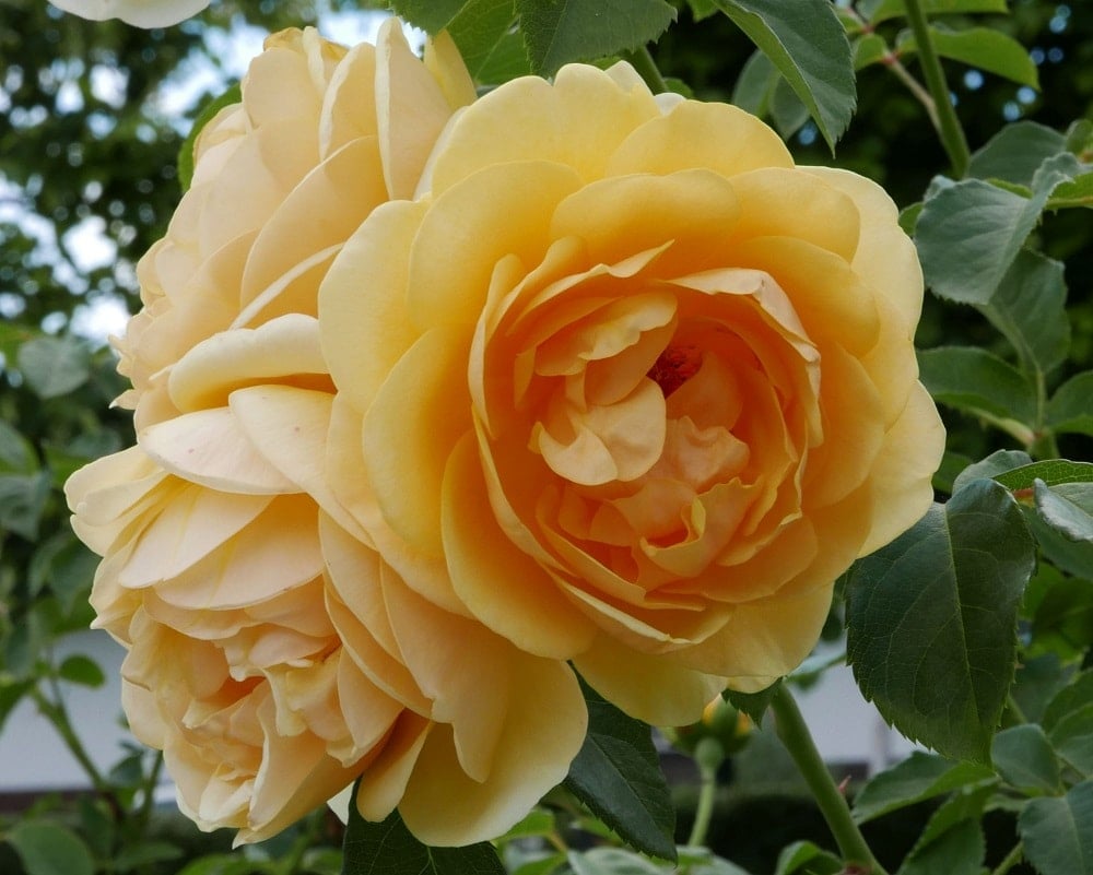 这是一簇可爱的格雷厄姆托马斯奥斯汀玫瑰。