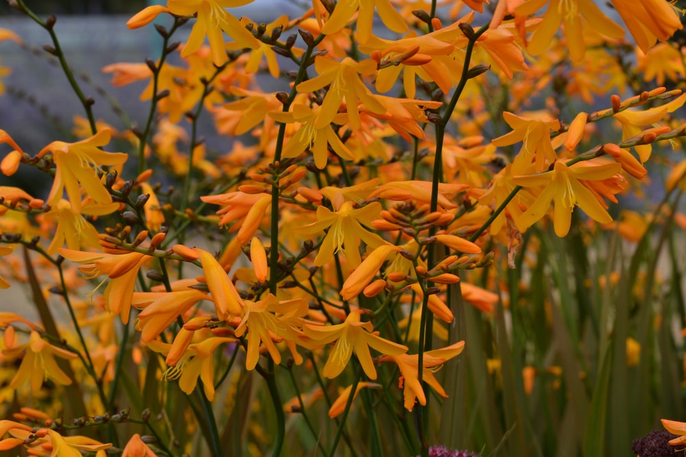 花园美丽的橙色crocosmia花。