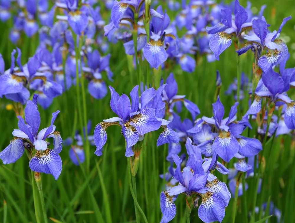 一个满是亮蓝色西伯利亚鸢尾花的花园。