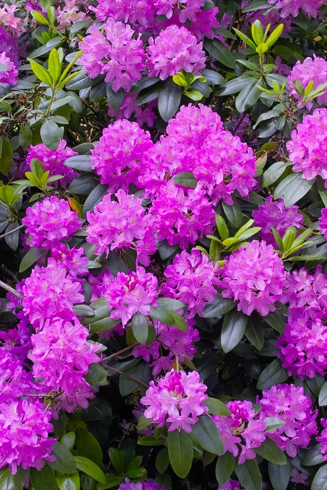 一个充满活力的紫色杜鹃花簇的特写。