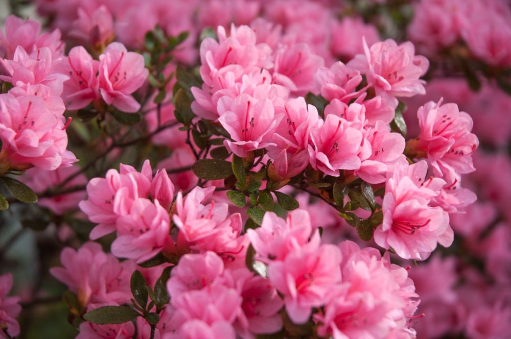可爱的粉红色盛开的杜鹃花。