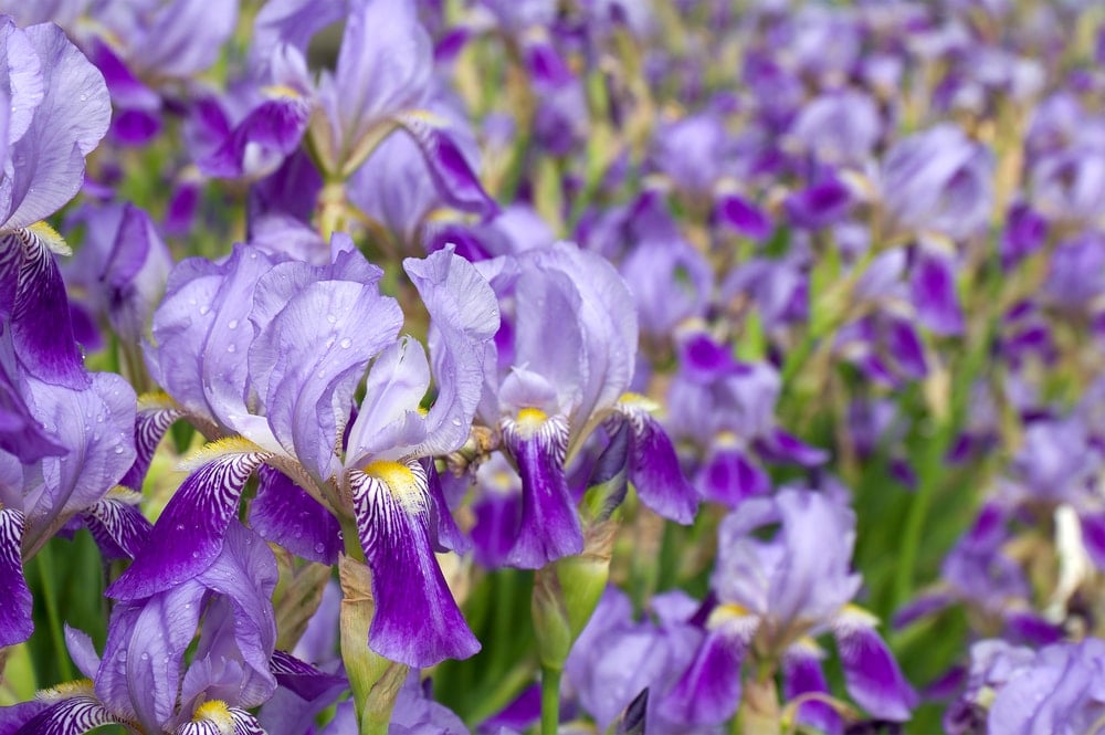 一片盛开着紫色鸢尾花的美丽田野。