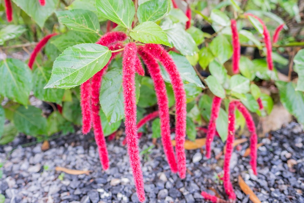 雪尼尔花:雪尼尔植物鲜艳的红色花朵