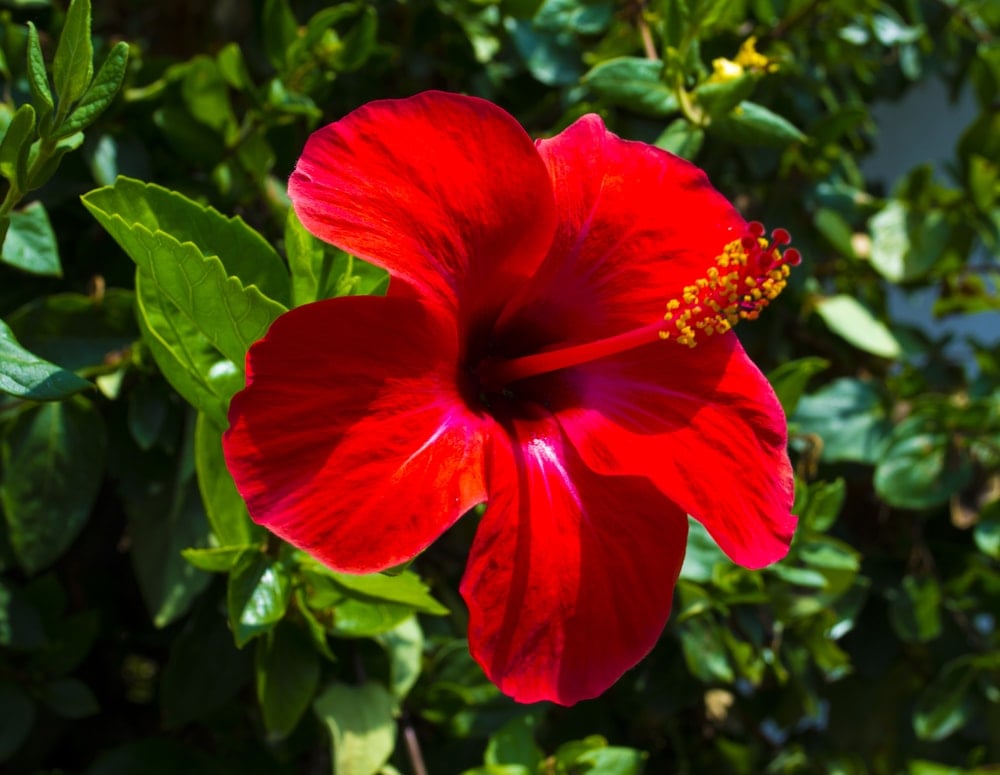 一朵鲜艳的红色芙蓉花，衬托着绿叶的背景。