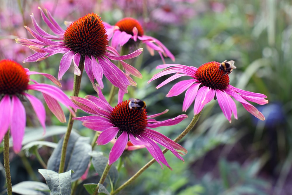 一对蜜蜂从紫色的圆锥花上采集花蜜。