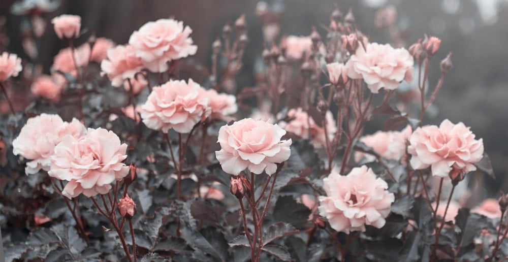 满是迷人的粉红玫瑰的花园。