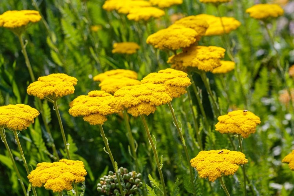 一簇簇阳光明媚的黄色蓍草花。