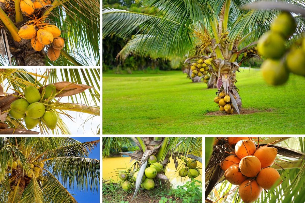 不同种类的椰子的照片拼贴。