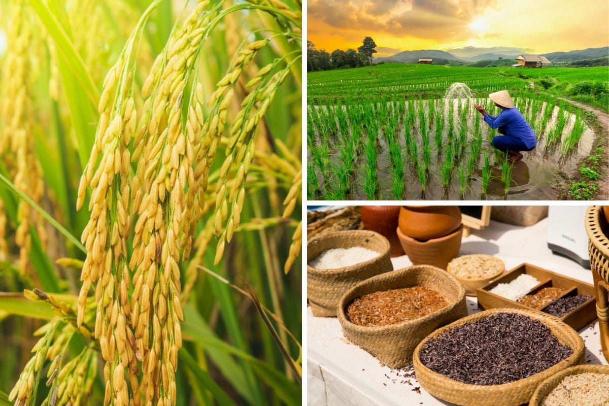 水稻生长在亚洲的稻田里，碗里有白米、红米和黑米
