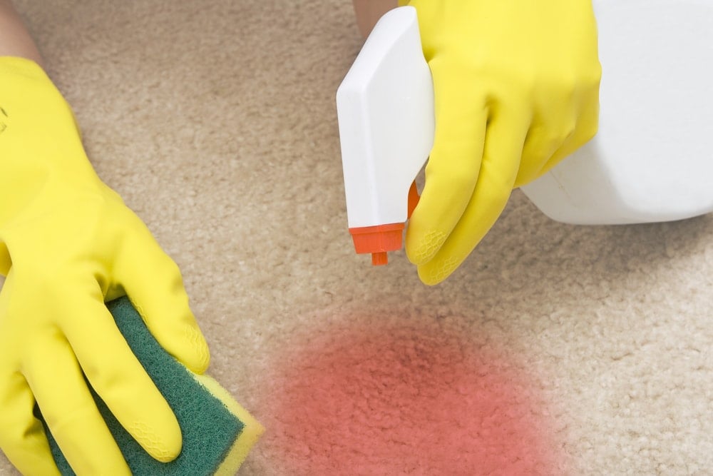 一双戴着手套的手在擦洗地毯上的红色污渍。