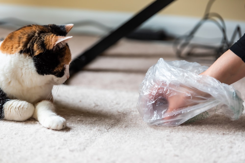 一只手拿着塑料袋从地毯上捡起猫的呕吐物。