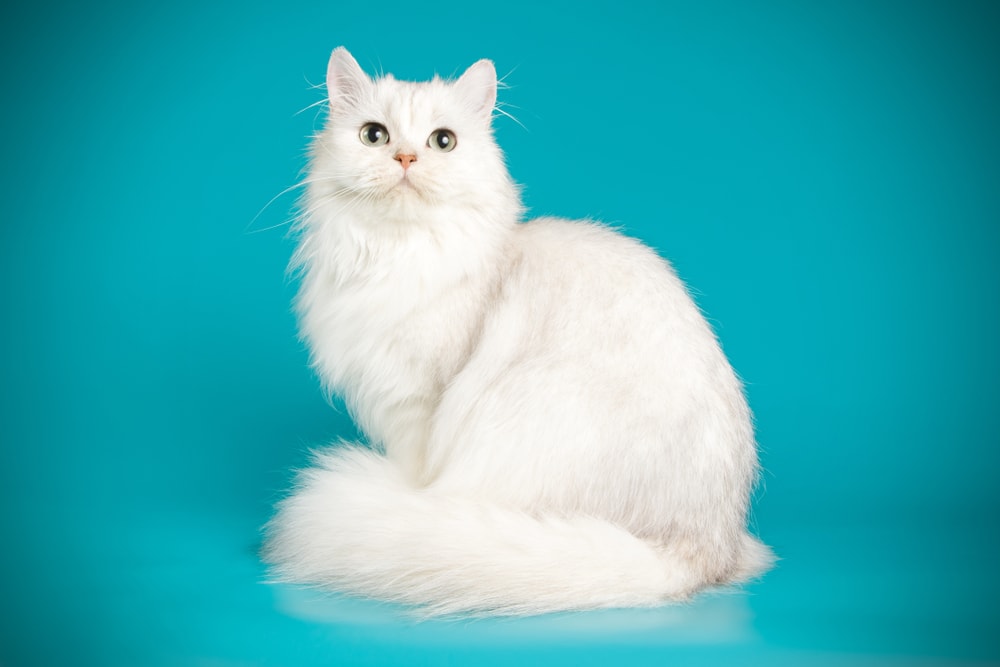 绿色背景下一只毛茸茸的白猫。