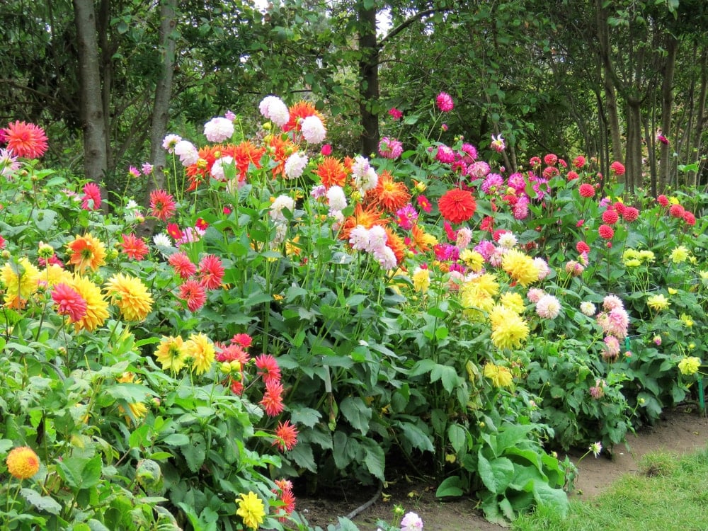 满是彩色大丽花的花园。