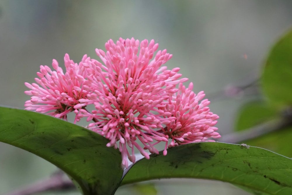 一簇粉红色的羽状罂粟。