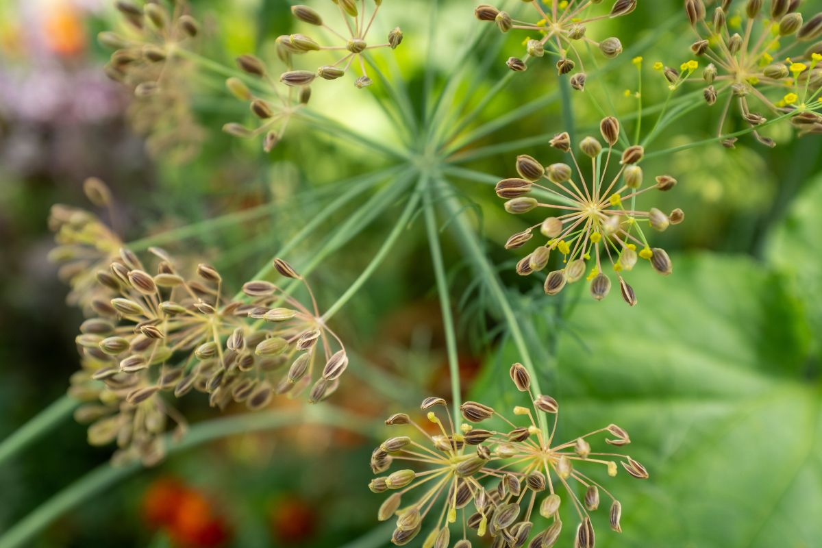 茴香属草本植物。