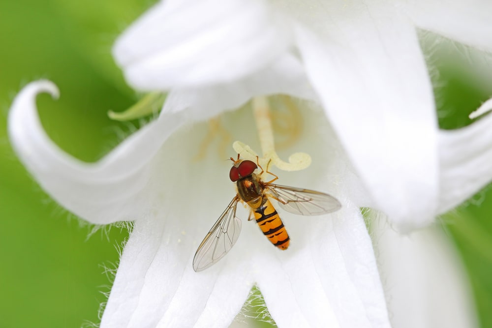 一只蜜蜂正在吃乳白色的风铃花。