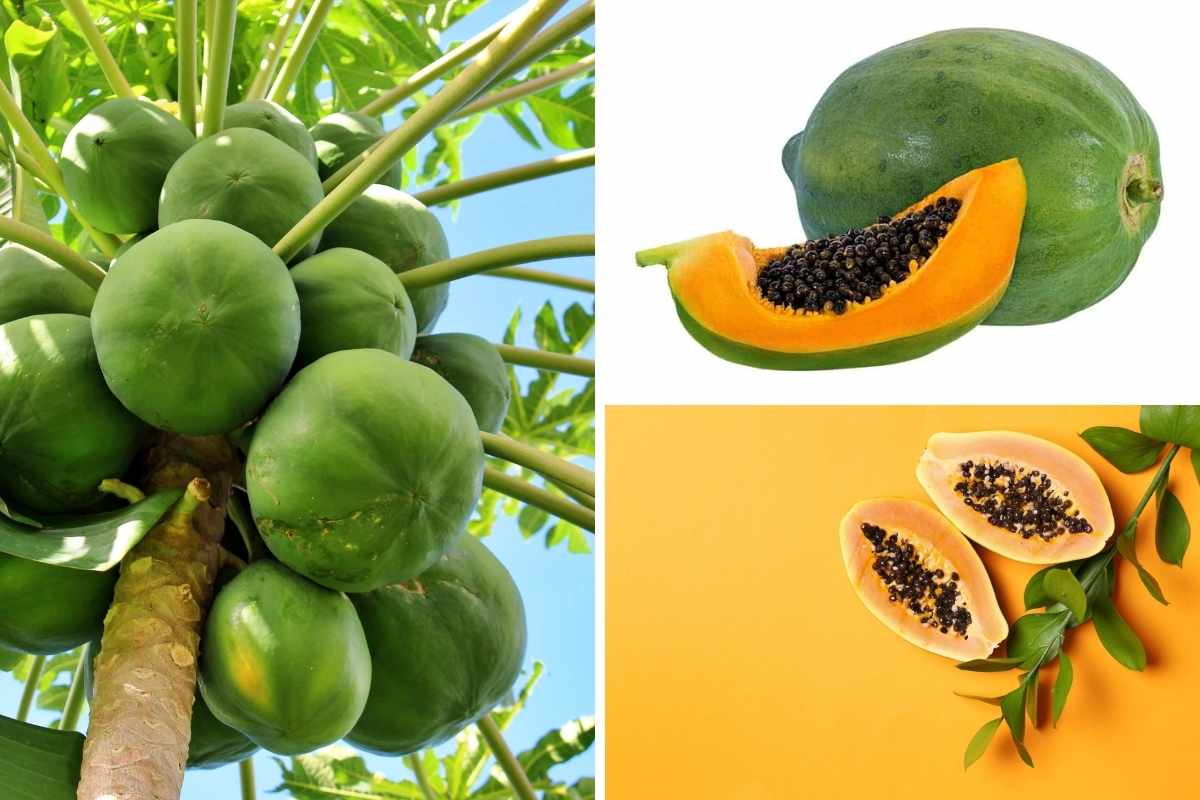 照片拼贴不同类型的木瓜。