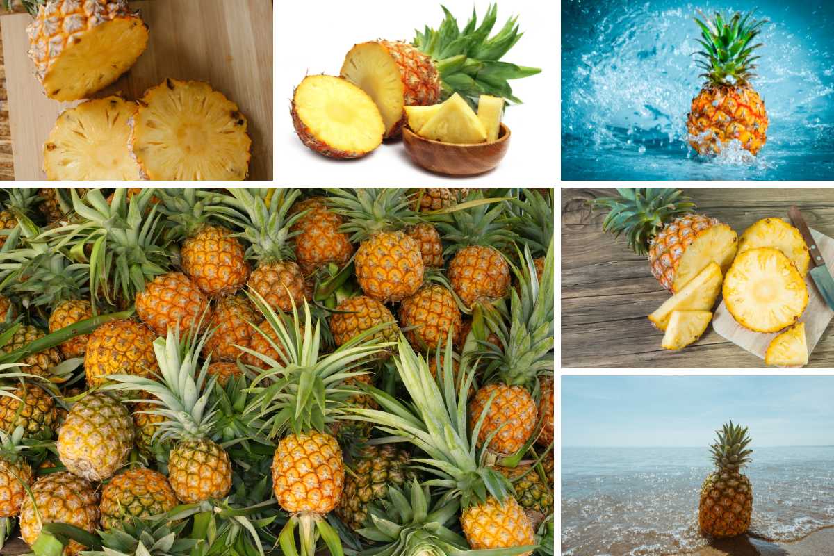 不同种类菠萝的照片拼贴。
